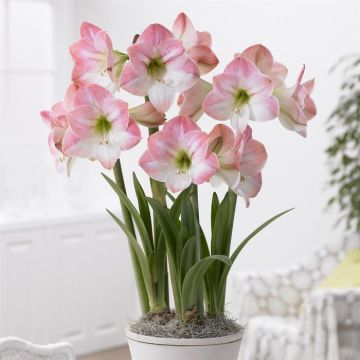 Hippeastrum Apple Blossom