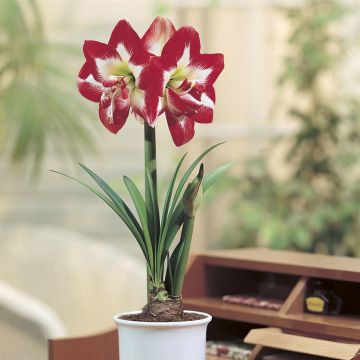 Hippeastrum Double Striped Hippeastrum Double Striped