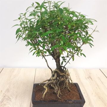 Bonsai Ilex