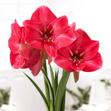 Amaryllis Hercules