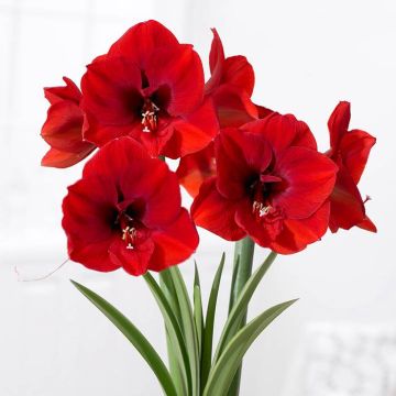 Amaryllis Red Lion v2