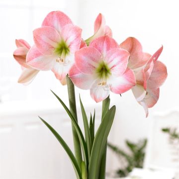 Amaryllis Apple Blossom V2 Amaryllis Apple Blossom V2