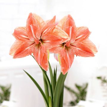 Amaryllis Lady Jane v2