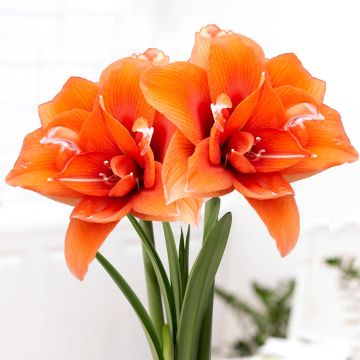 Amaryllis Celica v2