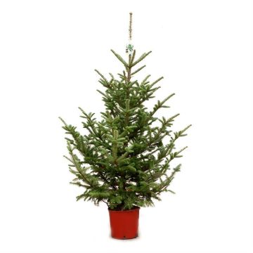Picea Pungens glauca pot