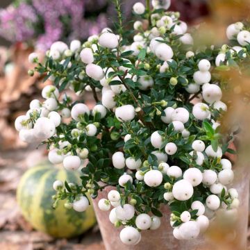 visi62745 (gaultheria Pernettya) visi62745 (gaultheria Pernettya)