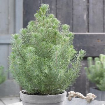 Pinus pinea Silver Crest Pinus pinea Silver Crest