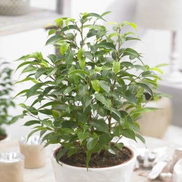Ficus Natasja