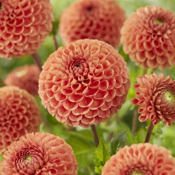 Dahlia Cornel Brons Dahlia Cornel Brons