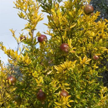 Punica granatum