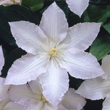 Clematis Gladys Picard