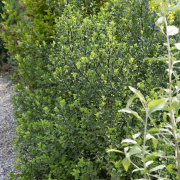 Ilex crenata Caroline Upright