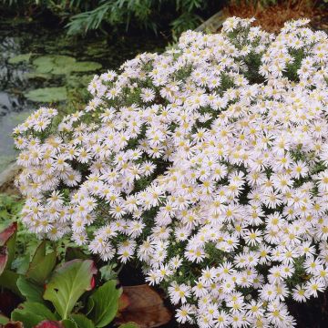 Aster Schneekissen Aster Schneekissen