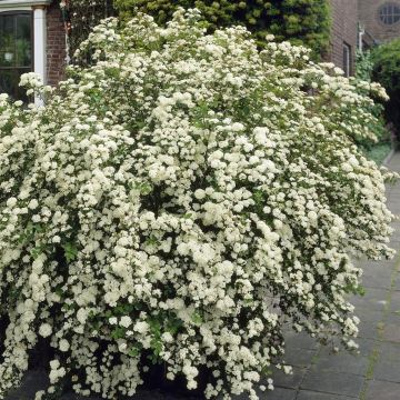 Spiraea nipponica Halwaards Silver