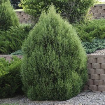 Juniperus virginiana