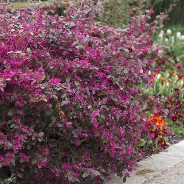 Loropetalum chinense f. rubrum