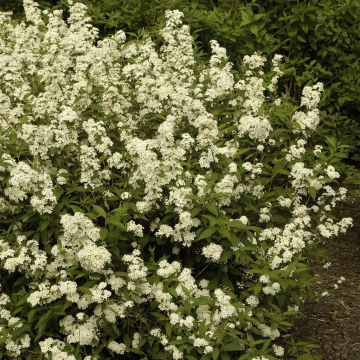 Deutzia x lemoinei Deutzia x lemoinei
