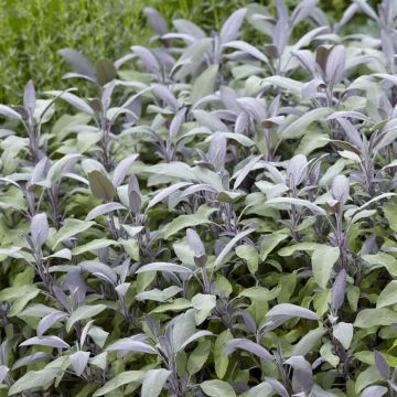 Salvia officinalis Purpurascens