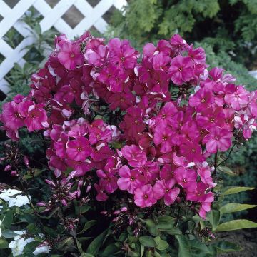 Phlox paniculata Tenor