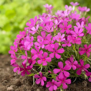 Phlox Crackerjack