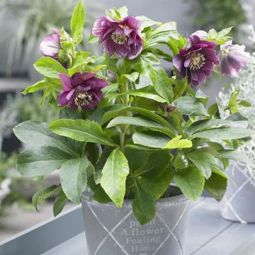 Helleborus orientalis Double Ellen® Red Helleborus orientalis Double Ellen® Red