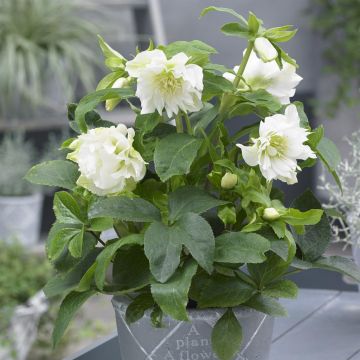Helleborus orientalis Double Ellen® White Helleborus orientalis Double Ellen® White