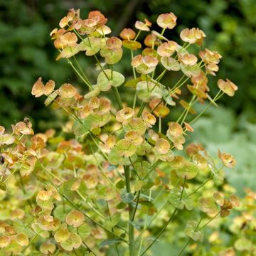 Euphorbia amygdaloides var. robbiae Euphorbia amygdaloides var. robbiae