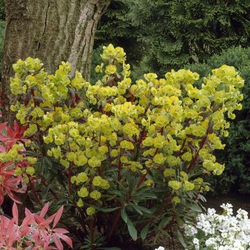Euphorbia amygdaloides Purpurea