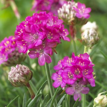 Armeria maritima Armada Rose Armeria maritima Armada Rose
