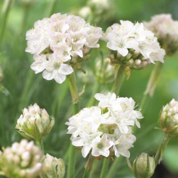 Armeria maritima Armeda White Armeria maritima Armeda White
