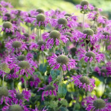 Monarda Prarienacht Monarda Prarienacht