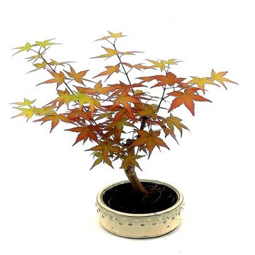 Bonsai Acer Atropurpurea 12 cm