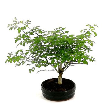 Bonsai Fraxinus 12 cm
