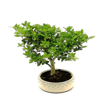 Bonsai Ilex 12 cm