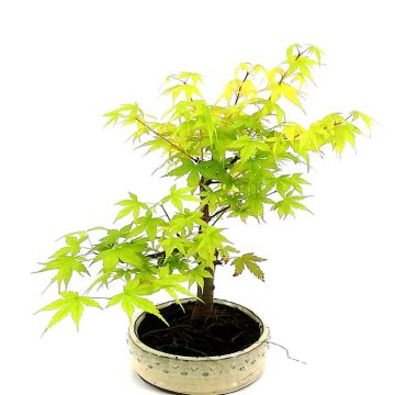 Bonsai Orange Dream 12 cm