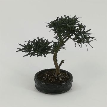Bonsai Podocarpus 12 cm Bonsai Podocarpus 12 cm