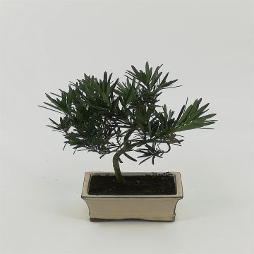 Bonsai Podocarpus 15 cm Bonsai Podocarpus 15 cm