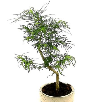 Bonsai Pseudolarix 12 cm