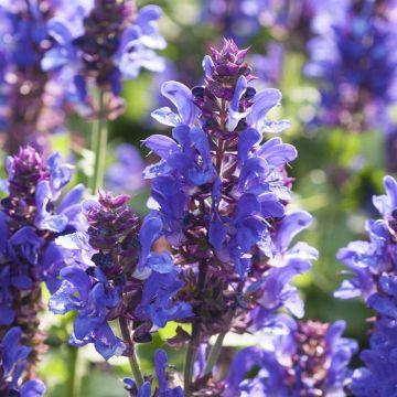 Salvia nemorosa Blue Marvel