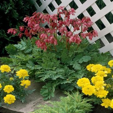 Dicentra formosa Luxuriant(voor Bacchanal)