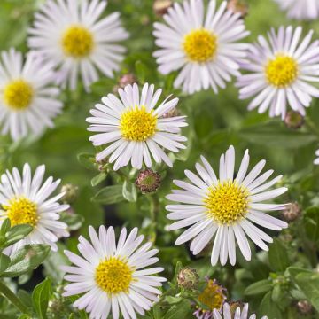 Aster ageratoides Asmoe Aster ageratoides Asmoe