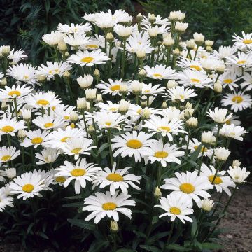 Leucanthemum Alaska V Leucanthemum Alaska V