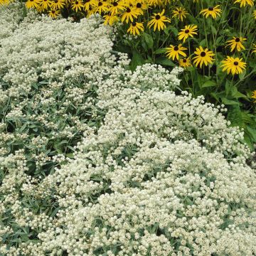 Anaphalis triplinervis Anaphalis triplinervis