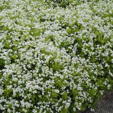 Galium odoratum