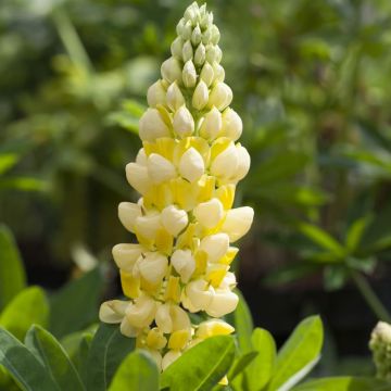 Lupinus Desert Sun(Lupine G.Yellow) Lupinus Desert Sun(Lupine G.Yellow)
