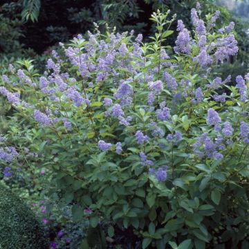 Ceanothus x delilianus Gloire de Versailles
