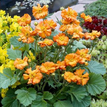 Geum coccineum Borisi Geum coccineum Borisi