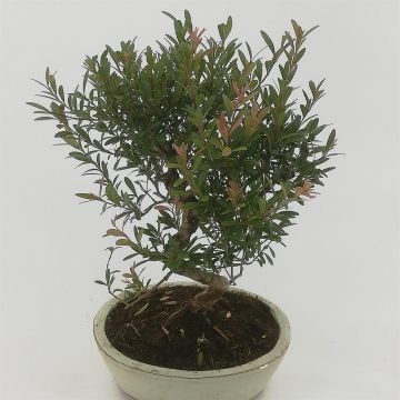 Bonsai Suzygium 20 cm S