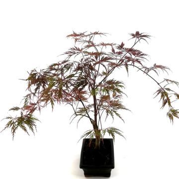 Bonsai Garnet 15 cm
