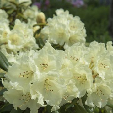 Rhododendron Cream Crest